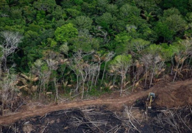 Condenação judicial obriga fazendeiro a recuperar 131,78 hectares no sul de Roraima Condenação judicial obriga fazendeiro a recuperar 131,78 hectares no sul de Roraima