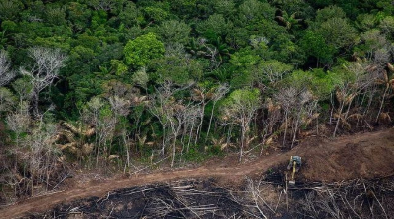 Condenação judicial obriga fazendeiro a recuperar 131,78 hectares no sul de Roraima Condenação judicial obriga fazendeiro a recuperar 131,78 hectares no sul de Roraima