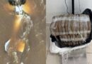 Aeronave com mais de 25 kg de skunk faz pouso forçado em rio após ser interceptado pela FAB e PF em Roraima