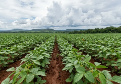 Regularidade das chuvas favorece plantio de soja durante janela agrícola em Roraima, aponta Inmet
