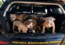 Condutor é detido por maus-tratos após PRF encontrar sete cães em carro na BR-174, em Boa Vista Condutor é detido por maus-tratos após PRF encontrar sete cães em carro na BR-174, em Boa Vista