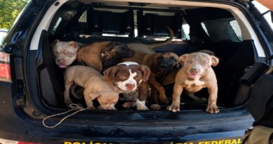 Condutor é detido por maus-tratos após PRF encontrar sete cães em carro na BR-174, em Boa Vista