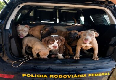 Condutor é detido por maus-tratos após PRF encontrar sete cães em carro na BR-174, em Boa Vista