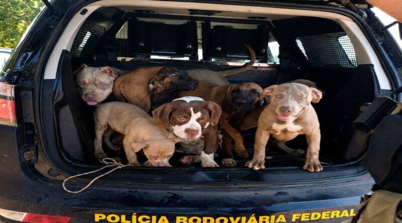 Condutor é detido por maus-tratos após PRF encontrar sete cães em carro na BR-174, em Boa Vista